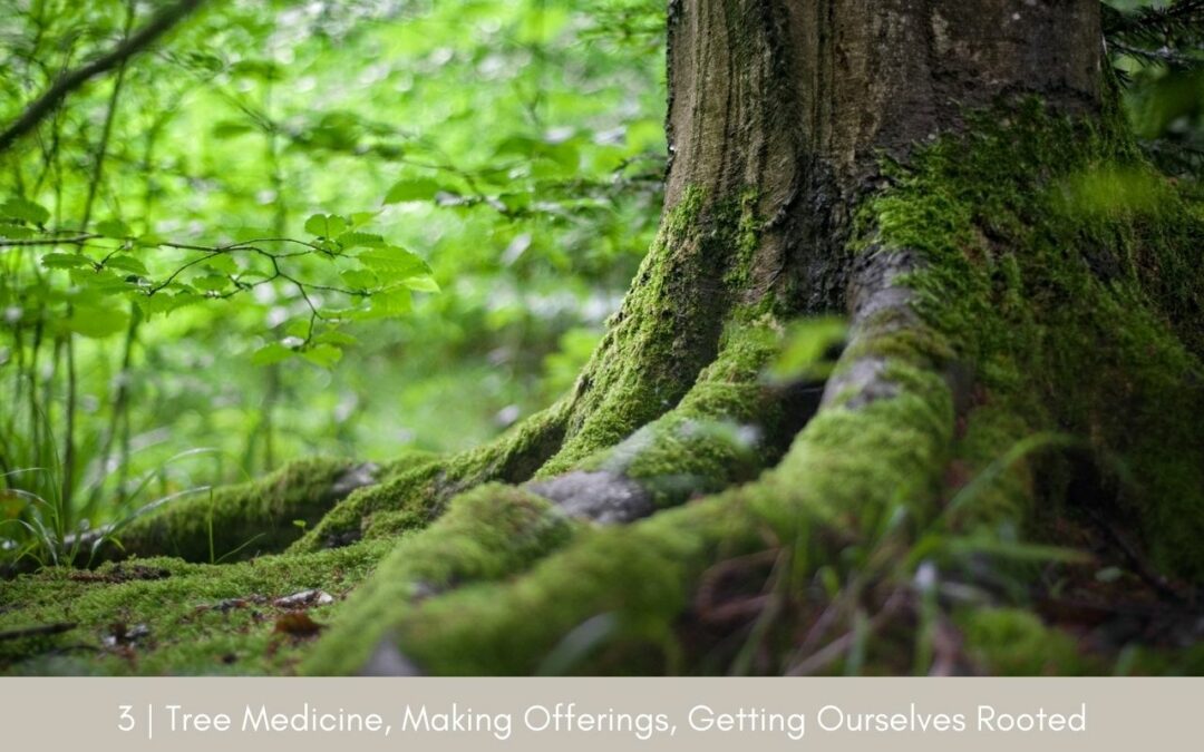 Episode 3: Tree Medicine, Making Offerings, Getting Ourselves Rooted