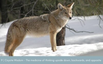 Episode 9 – Coyote Wisdom